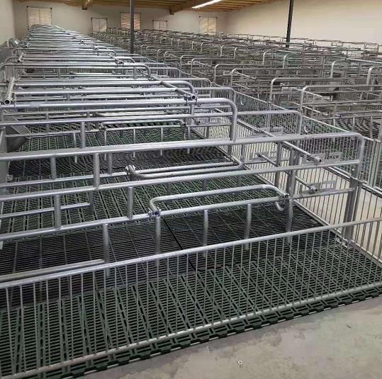 Farrowing crate in farm 2 Farrowing crate in farm 2