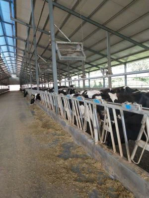 Bos caput cincinno cum altum qualis in Sina villam